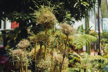 Tall bamboo stalks surrounded by greenery