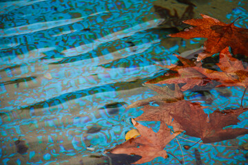 Fototapeta premium Fallen maple leaves floating in a serene pond, fallen maple leaf, orange leaf, leaves in water, floating leaf, Fallen maple leaves in water, Floating autumn leaves on a pond, autumn background