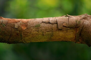 Close up of the texture of the woody stem of the longan plant.