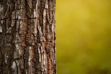 Background detail close-up of a tree trunk and its texture.