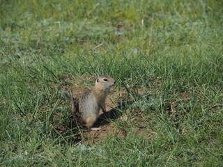 A ground squirrel I met in Mongolia