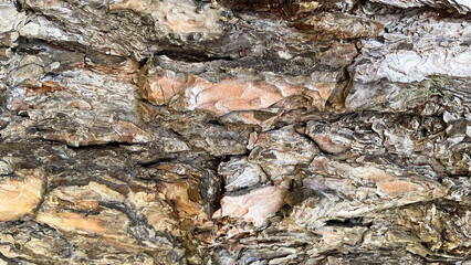 Pine bark transitions into different collars