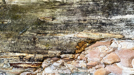 Old tree bark texture background close up