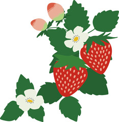 いちご-strawberry-