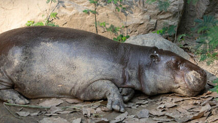hippopotamus sleeping on ground
