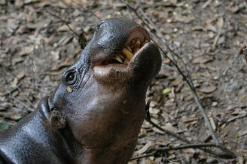 Hippopotamus with its mouth wide open waiting for food.