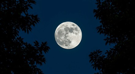 Stunning view of a full moon shining brightly in the night sky, framed by trees.