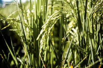 Rice stalks in morning dew