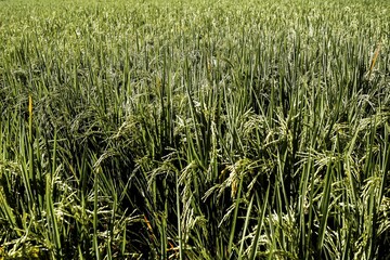 Ripe rice field under sunlight