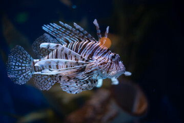 Antenna lionfish close-up. Pterois antennata in an aquarium. 