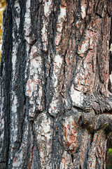 Wood, Texture, Background, Tree bark texture close up, Natural wood background texture, Tree trunk with textured bark, tree bark, tree skin, wooden pattern