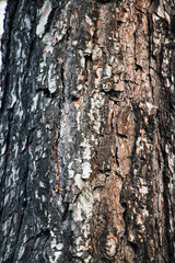 Wood, Texture, Background, Tree bark texture close up, Natural wood background texture, Tree trunk with textured bark, tree bark, tree skin, wooden pattern