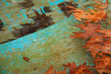 Fallen maple leaves floating in a serene pond, fallen maple leaf, orange leaf, leaves in water, floating leaf, Fallen maple leaves in water, Floating autumn leaves on a pond, autumn background