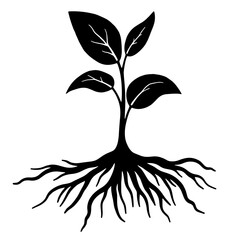Elegant plant roots silhouette on white background, growth concept