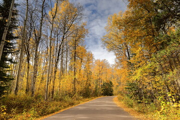 Obraz premium Pyramid Lake Beach Road across the quaking aspen forest (interspersed with some conifers) on the south shore of the lake. Jasper NP-Alberta-Canada-138