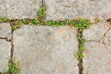 old stone ground with moss, stone texture, cobblestone with grass, ancient road, Stone walkway with natural texture, Ancient stone road with unique patterns and textures, stone walkway