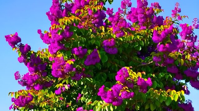 Vibrant Crape Myrtle in Bloom: A flourishing Crape Myrtle showcases its striking magenta blooms against the backdrop of a vivid blue sky, representing the natural beauty.