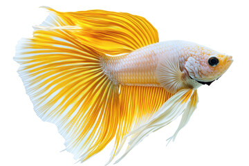 Fototapeta premium Golden betta fish swimming gracefully on white background 
