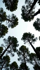 Tree branches stretching up towards a grey sky, foliage, forest