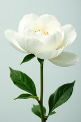 Obraz premium White peony with large delicate petals against white, solitary flowers, soft petals, natural scenery