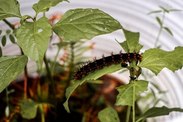 Orange-spined caterpillar