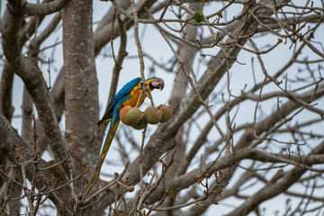Portrait of sitting yellow breast Ara. (Ara ararauna).