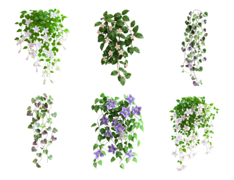 A collection of climbing plants or Haning plants, decorative plants with a transparent background 