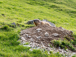 Marmota en su hábitat natural: fotografía de fauna silvestre