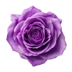 Close up of Vibrant Purple Rose Blossom on Black Background, Beautiful and Delicate