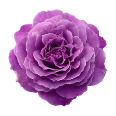 A close up shot of purple rose blossom in full bloom against black background.