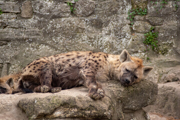 Hyena in a zoo sleeping on the rocks