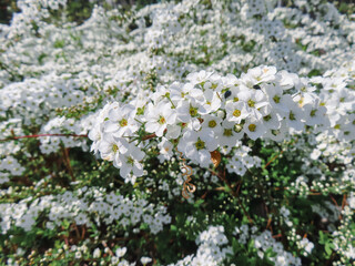 spiraea