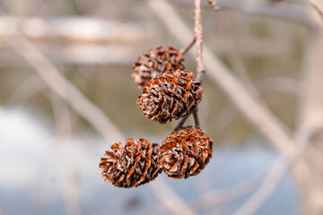Betulaceae; Pine cone