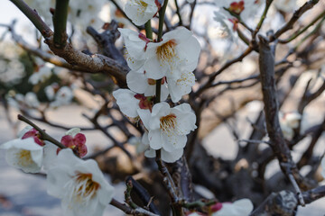 Japanese apricot; Prunus mume; Japanese ume