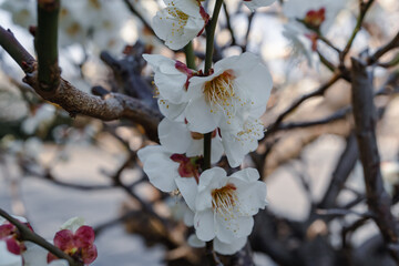 Japanese apricot; Prunus mume; Japanese ume