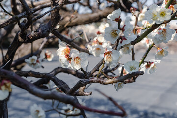 Japanese apricot; Prunus mume; Japanese ume