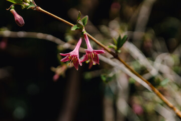 Lonicera gracilipes (species of honeysuckle)