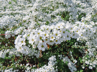 spiraea