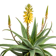 Fototapeta premium blooming aloe vera plant with yellow flowers on white background