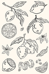 Hand drawn lemon fruits with leaves and flowers. Sketch doodle citrus. Summer abstract fruit poster for pattern, poster, card, banner, cover. Vector La dolce vita italian style botanical illustration