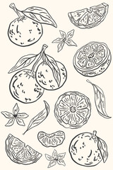 Hand drawn orange fruits with leaves and flowers. Sketch doodle citrus. Summer abstract fruit poster for pattern, poster, card, banner, cover. Vector La dolce vita italian style botanical illustration