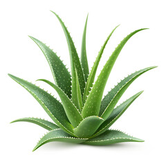Fototapeta premium This minimalistic design features an aloe vera plant with vibrant green leaves arranged elegantly. The plant's spiky texture and distinct shape are highlighted against a transparent PNG transparent