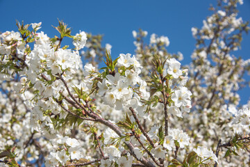 Flourishing cherry blossom in Japan