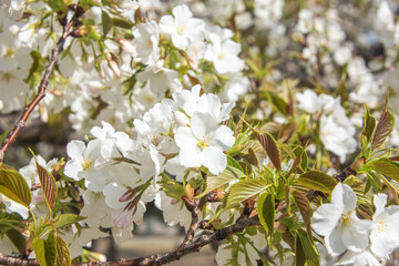 Flourishing cherry blossom in Japan
