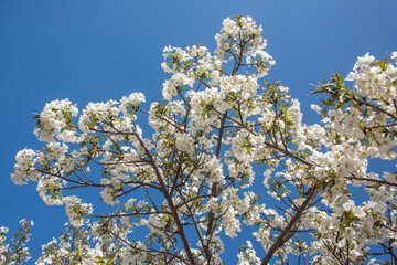 Flourishing cherry blossom in Japan