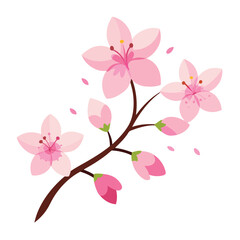 blooming cherry blossoms with delicate petals