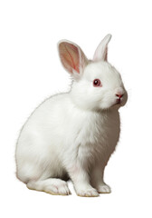 Obraz premium Adorable White Rabbit, Fluffy Fur, Pink Eyes, Pet, Animal, Cute, Bunny, Hare, Long Ears, Small