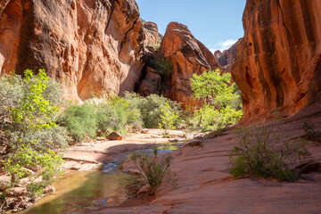 View of canyon in Red Cliff National Conservation Area, Utah, USA.	