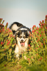 Obraz premium Border collie is running in crimson clover. He has so funny face he is smilling