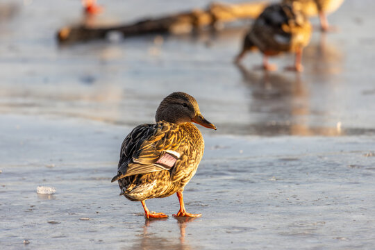 A group of mallard ducks stands on a frozen surface, bathed in warm sunlight. Some face the camera, while others look away. The icy ground reflects the light, creating a serene winter scene.